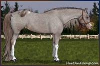 Horse Color:Liver Chestnut Appaloosa 