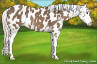 Horse Color:Chocolate Palomino Appaloosa 