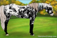Horse Color:Palomino Sabino