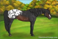 Horse Color:Brown Appaloosa