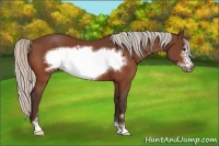 Horse Color:Silver Bay Sabino Frame 