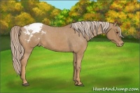 Horse Color:Palomino Appaloosa