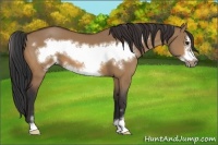 Horse Color:Bay Dun Sabino Frame