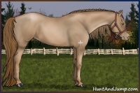 Horse Color:Liver Chestnut Pearl 