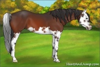 Horse Color:Bay Splash 