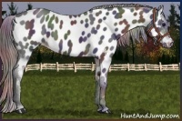 Horse Color:Nacre Smoky Black Near Leopard