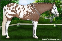 Horse Color:Red Roan Splash Appaloosa 