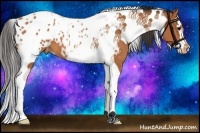Horse Color:Bay Splash Tobiano Appaloosa 