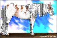 Horse Color:White Spotted Bay Tobiano 