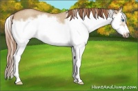 Horse Color:Red Dun Roan Splash Frame Rabicano 