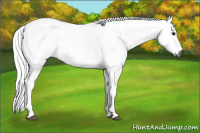 Horse Color:Gray Silver Grullo Rabicano