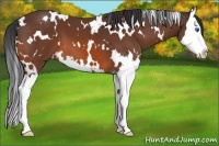 Horse Color:White Spotted Bay Sabino Splash