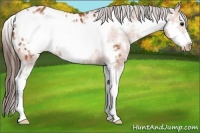 Horse Color:White Spotted Bay Sabino Frame Appaloosa