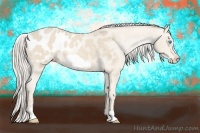 Horse Color:Cremello Frame Appaloosa 