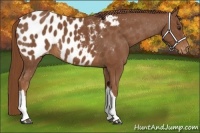 Horse Color:Chestnut Appaloosa 