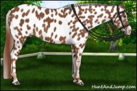 Horse Color:Chestnut Near Leopard 