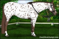 Horse Color:Liver Chestnut Sabino Appaloosa 