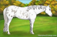 Horse Color:Chocolate Palomino Appaloosa