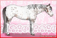 Horse Color:Bay Splash Tobiano Appaloosa and Bay Splash Tobiano Appaloosa