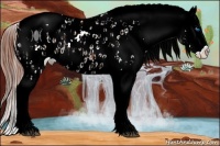 Horse Color:Bay Splash Tobiano Appaloosa  and Bay Dun Splash Tobiano Appaloosa 