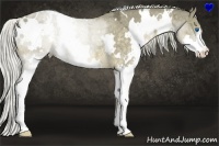 Horse Color:White Spotted Chocolate Palomino Ice Splash Rabicano
