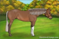 Horse Color:Silver Bay 