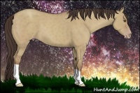 Horse Color:Classic Champagne Dun