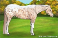 Horse Color:Bay Splash Tobiano Blanket  and Amber Champagne Splash Tobiano Blanket 