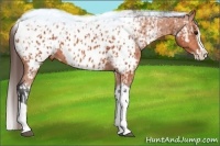 Horse Color:Bay Splash Tobiano Appaloosa and Bay Splash Tobiano Appaloosa