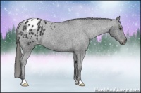 Horse Color:Black Appaloosa Rabicano
