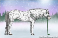 Horse Color:Black Appaloosa