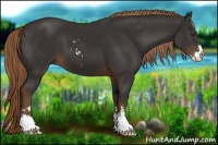 Horse Color:Liver Chestnut Sabino