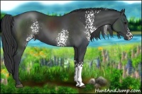Horse Color:White Spotted Black 