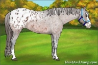 Horse Color:Bay Splash Tobiano Appaloosa  and Bay Roan Splash Appaloosa 