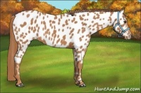 Horse Color:Chestnut Near Leopard