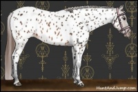 Horse Color:Brown Appaloosa 