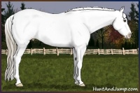 Horse Color:Liver Chestnut Appaloosa 