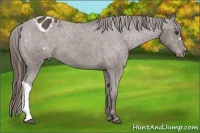Horse Color:Liver Chestnut Appaloosa 