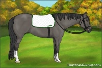 Horse Color:Grullo 