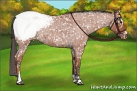 Horse Color:Bay Roan Sabino Snowcap 