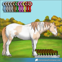 Horse Color:Amber Champagne Pearl Tobiano Frame 