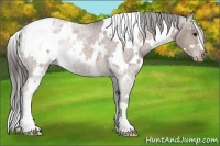 Horse Color:White Spotted Bay Appaloosa Rabicano