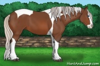 Horse Color:Silver Bay Splash Tobiano