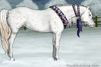 Horse Color:Gold Champagne Appaloosa