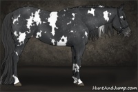 Horse Color:White Spotted Black Appaloosa 