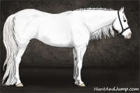 Horse Color:White Spotted Silver Smoky Black Appaloosa