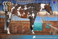 Horse Color:White Spotted Brown Appaloosa 