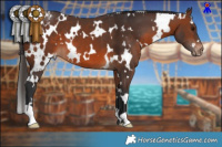 Horse Color:White Spotted Brown Appaloosa