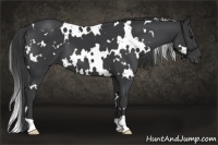 Horse Color:White Spotted Black
