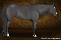 Horse Color:Smoky Black Sabino